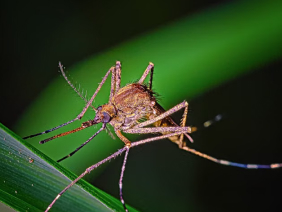 mosquitoes