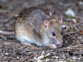 rats mice