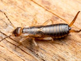 termites